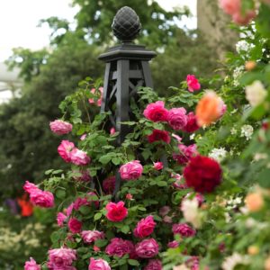 planten kopen?
